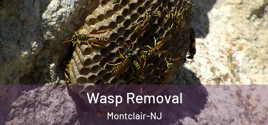 Wasp Removal Montclair-NJ