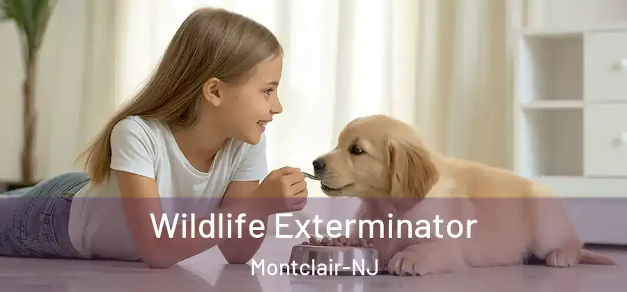 Wildlife Exterminator Montclair-NJ