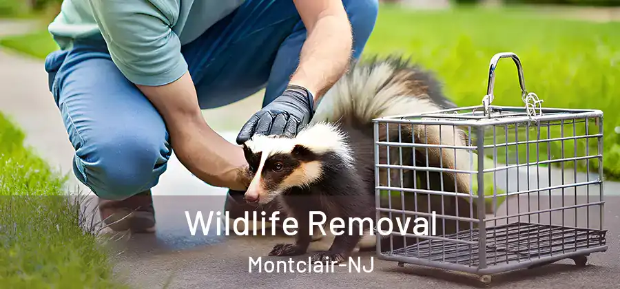 Wildlife Removal Montclair-NJ