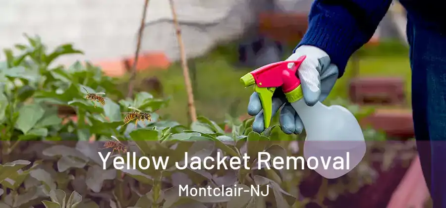 Yellow Jacket Removal Montclair-NJ